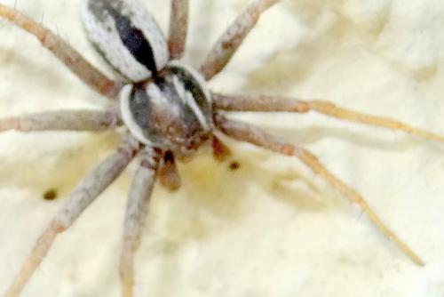 Réf. 235 500 : Thanatus sp.